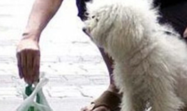 Con la pupù del cane davanti al giudice