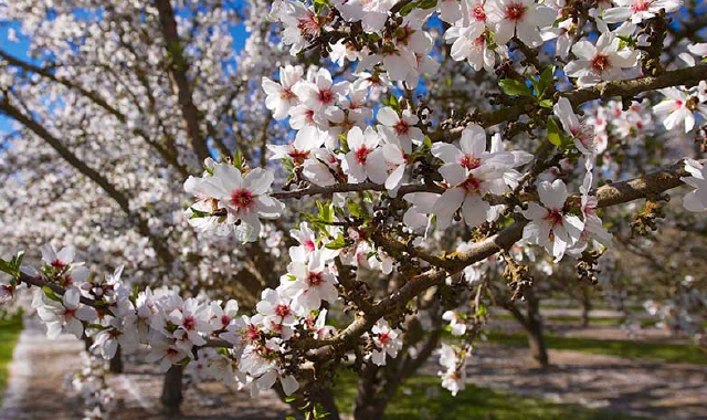 Primavera (foto archivio)