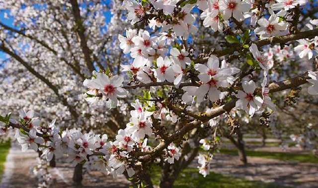 Primavera (foto archivio)