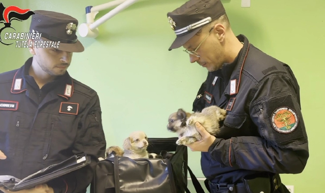 I carabinieri con i cuccioli (foto Carabinieri)