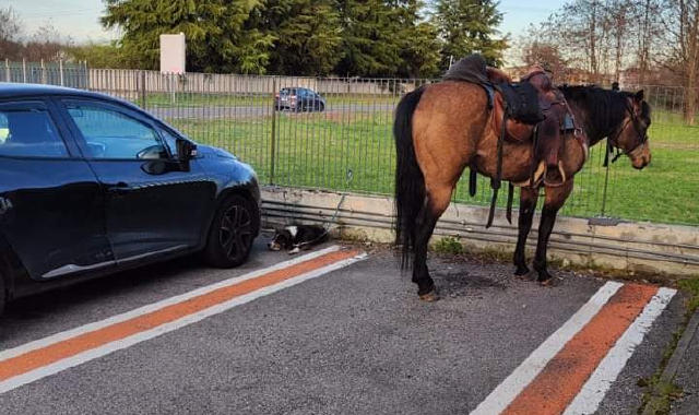 Lonate, cavallo nel parcheggio del supermercato
