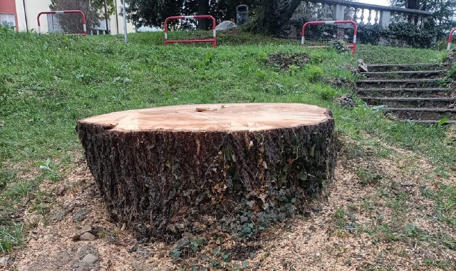 Il ceppo del cedro abbattuto (foto Redazione)
