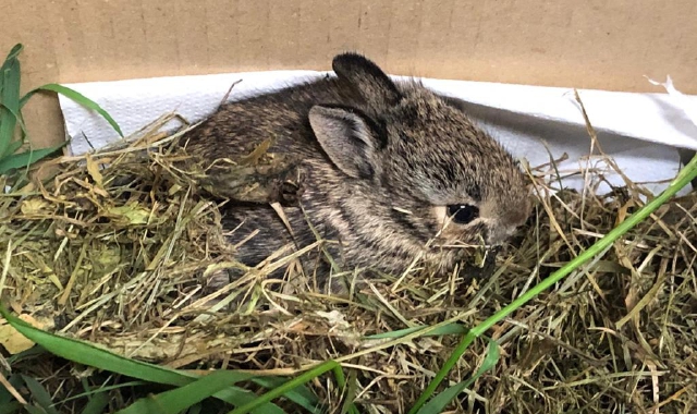 Saronno, i vigili salvano due animali