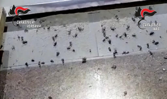 Panificio invaso dalle blatte: Nas a Stresa