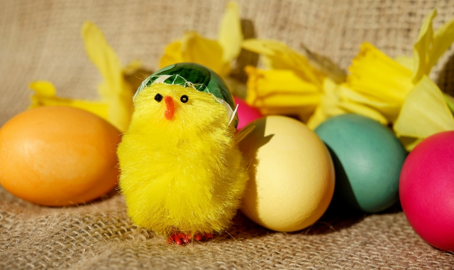 Pulcino di Pasqua
