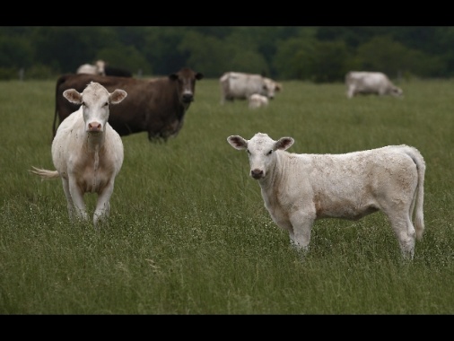 Esplosione in una fattoria del Texas, morte 18.000 mucche
