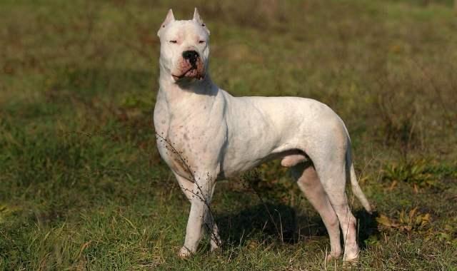 Un dogo argentino (foto Archivio)