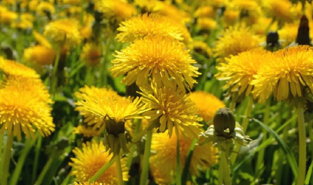 Fiori di tarassaco