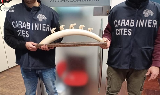 Zanna d’elefante e statuette d’avorio: lascito illegale a Samarate