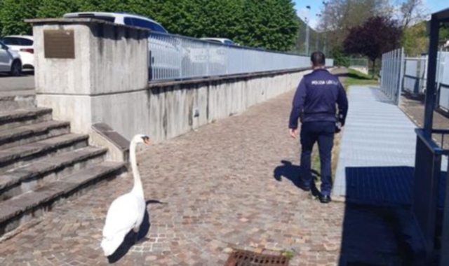 Il cigno salvato e le nuove imbarcazioni per la sicurezza sul Ceresio