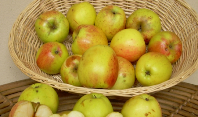 La Pom Pepin de Urin, frutto del varesotto