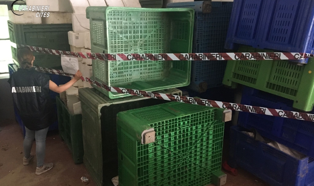 Attrezzatura di bracconaggio ittico sequestrata (foto carabinieri forestali Cites di Torino)