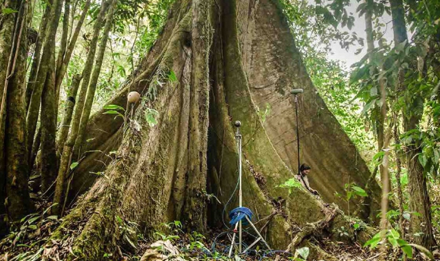 Installazione della foresta equatoriale ai Giardino Estensi di Varese