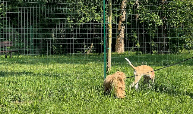 Varese, rissa tra padroni nell’area cani