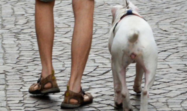 Anche per la strada, come accaduto a Besnate, sono in aumento i litigi tra padroni di cani e tra loro e i passanti
