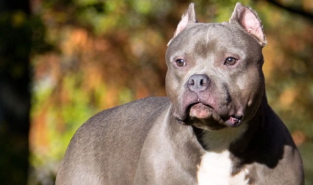 Un esemplare di American Bully come quello che è stato protagonista nella lite