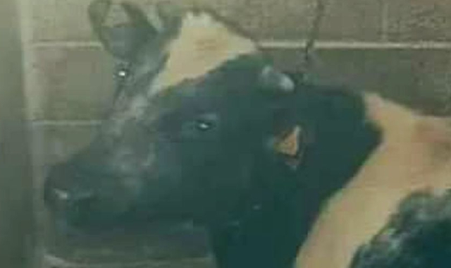 Il giovane toro incatenato da quasi due anni in una stalla di Arsago Seprio: è protesta
