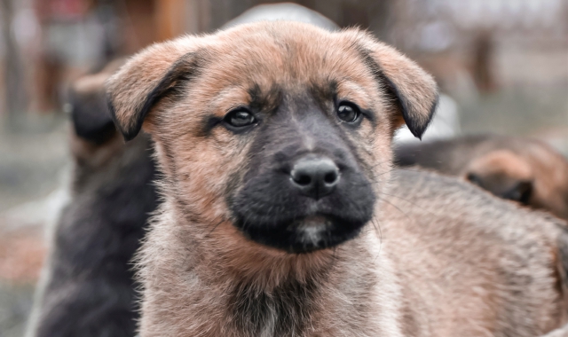 Cucciolo di cane