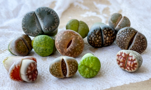 Le Lithops