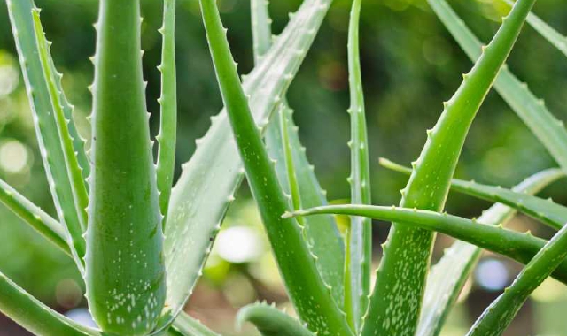 La pianta di aloe vera