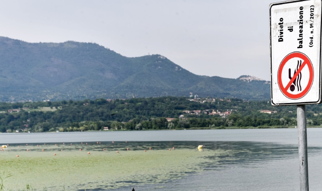 Le alghe verdi davanti alla riva di Bodio Lomnago (foto Blitz)