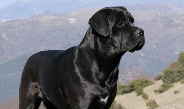 Cani liberi al matrimonio, paura a Ispra