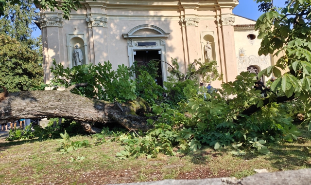 Pianta cade sul sagrato: paura a Luino
