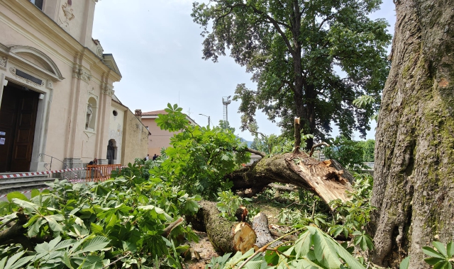 Luino, schiacciate da pianta: area sotto sequestro
