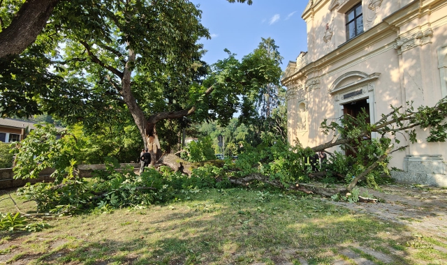 L’albero crollato nell’area antistante la chiesa di San Pietro in Campagna