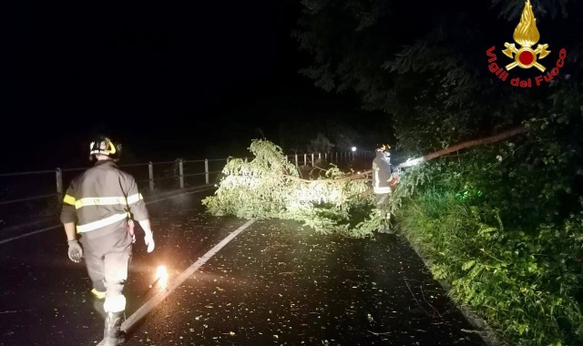 Vigili del fuoco impegnati a rimuovere alberi caduti in strada