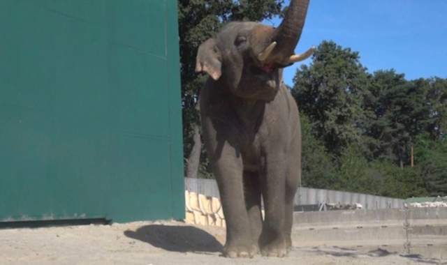 Einga Tha a Pombia, è il primo elefante maschio asiatico in zoo italiano