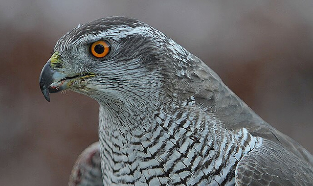 Varese, cattura rapace che minaccia le sue galline