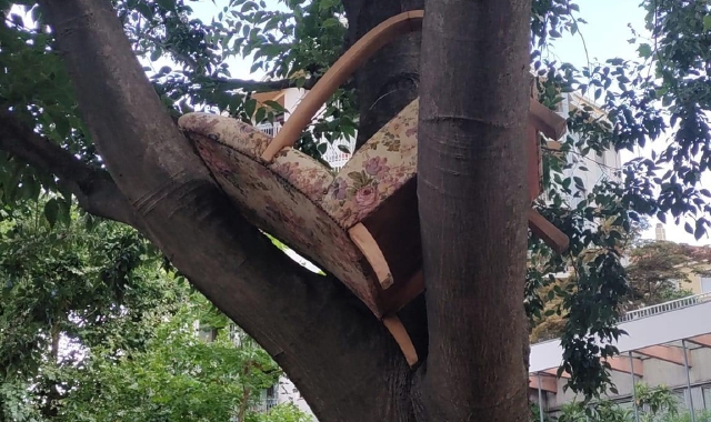 Su un albero di Varese “spunta” una poltrona