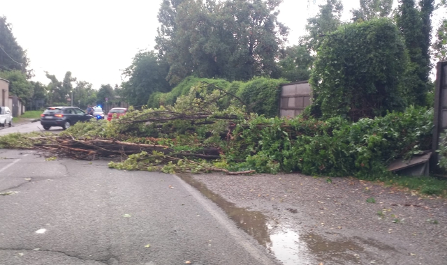 Olgiate Olona, albero crolla sulla strada