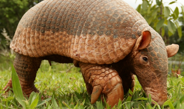 L’armadillo