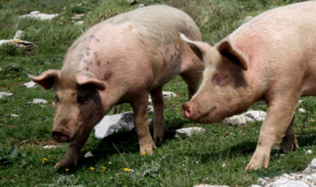 Due maiali al centro del contenzioso tra vicini (foto Archivio)