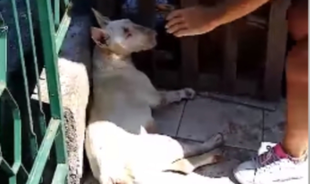 Cani lasciati sotto il sole, vigili e volontari li salvano