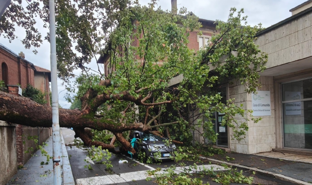 Piante cadute in strada a Saronno a causa delle grandinate