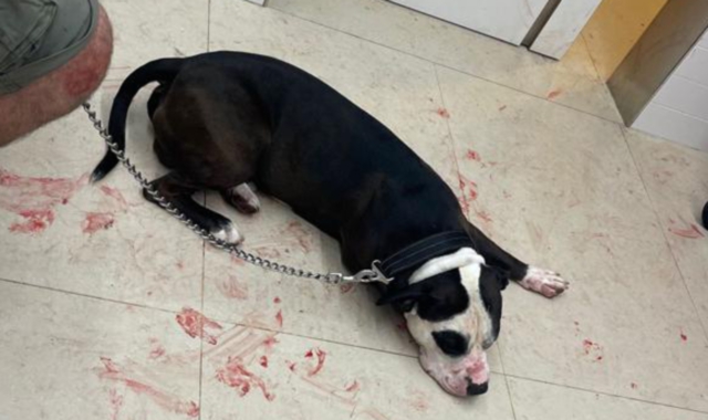 «Il nostro cane ferito da un cinghiale a Varese»