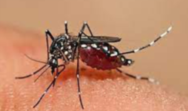 Il virus è trasmesso da zanzare
