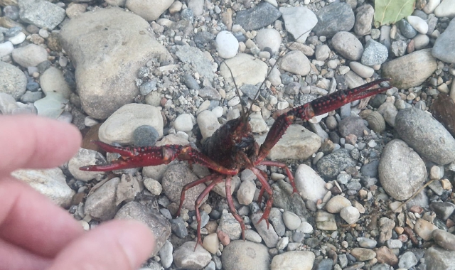 In alto un gambero rosso della Lousiana nell’alveo della Rongia Nuova, qui sopra alcuni cittadini di origine cinese a caccia di esemplari e al centro il siluro, antagonista naturale (foto Redazione)