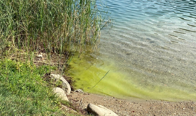 Le alghe nel lago Ceresio (foto Redazione)