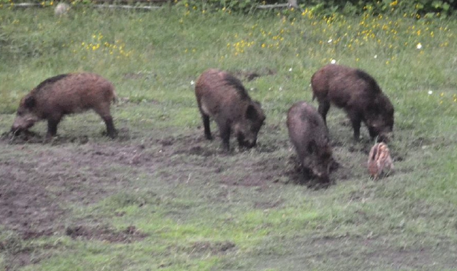 Alcuni esemplari di cinghiale fotografati dai cacciatori in pieno giorno, tra Caravate e Cittiglio, negli scorsi giorni. Gli animali sono di diverse taglie, perché spesso i piccoli seguono gli esemplari adulti nella ricerca di cibo. Negli ultimi due mes