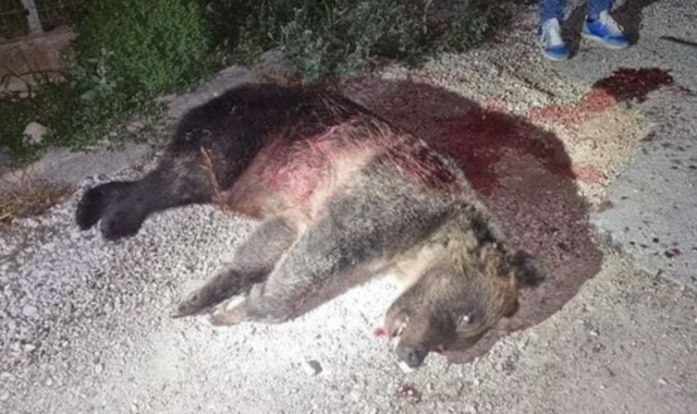 La foto dell’orsacolpita, pubblicata dal Parco Nazionale d’Abruzzo Lazio e Molise sul suo profilo facebook.