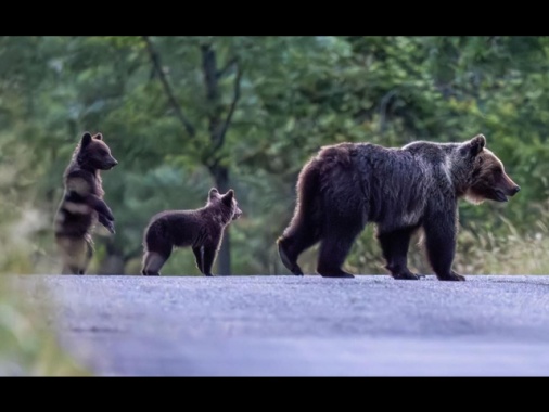 Avvistati i cuccioli di Amarena, fallita la cattura