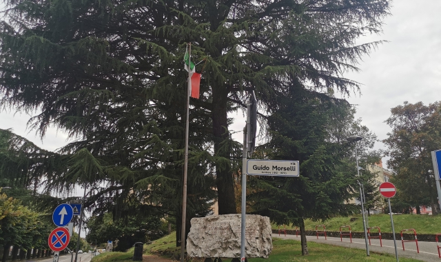 I cedri secolari di via XXV aprile 