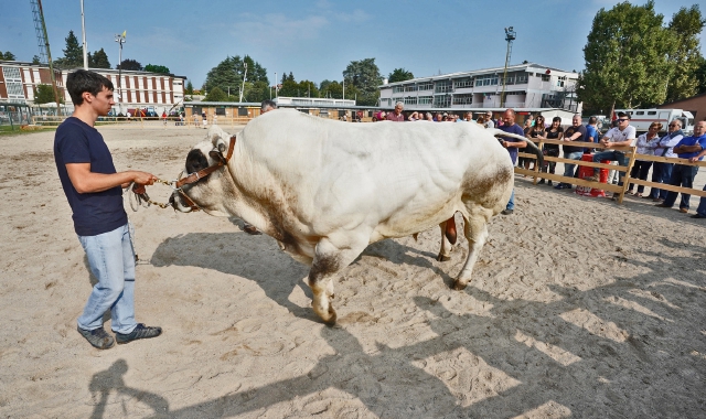 Tradate, torna la Fiera zootecnica
