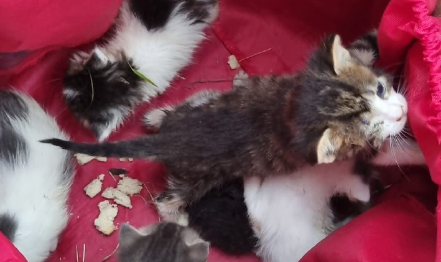 Castiglione, salva gattini: polemica