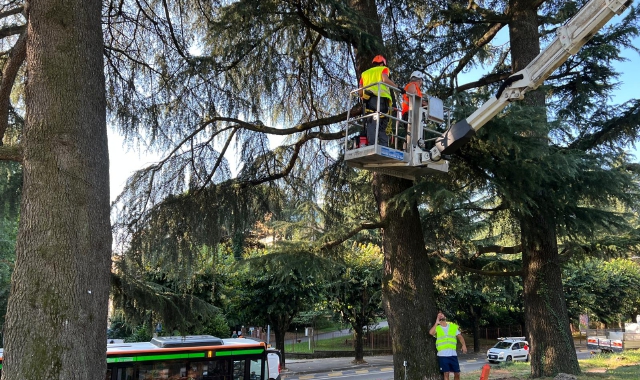 Monitoraggio dei tre cedri di via XXV aprile, Varese (foto Blitz)
