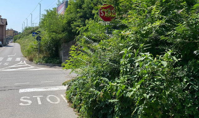 Varese, una giungla in via Macchi Zonda